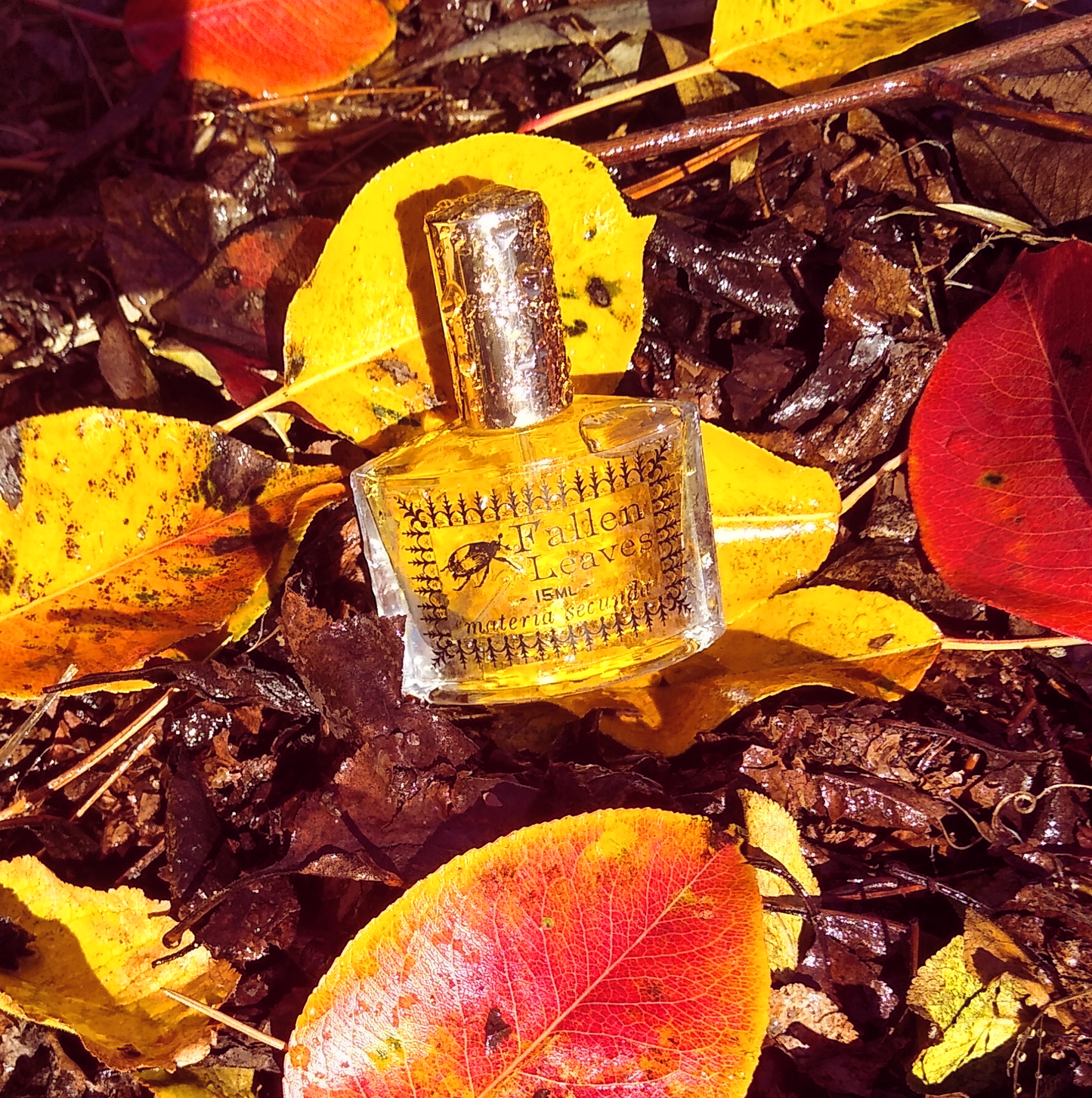 Fallen Leaves