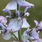 Close-up of clary sage with a blurred green background